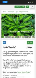 Hosta ayesha, de iets duurdere hosta, Ophalen of Verzenden, Overige soorten, Halfschaduw