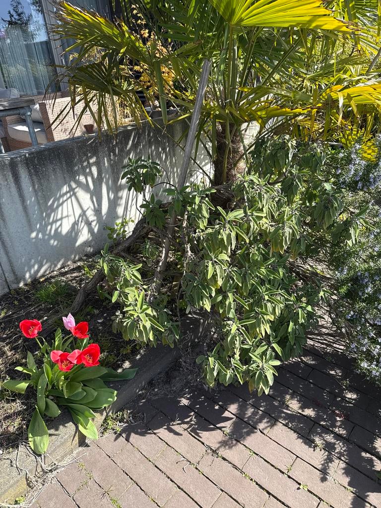 Tijm en Salie planten, Ophalen, Volle zon, Vaste plant, Kruiden