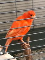 Kanariepop te koop, Dieren en Toebehoren, Vrouwelijk, Kleurkanarie