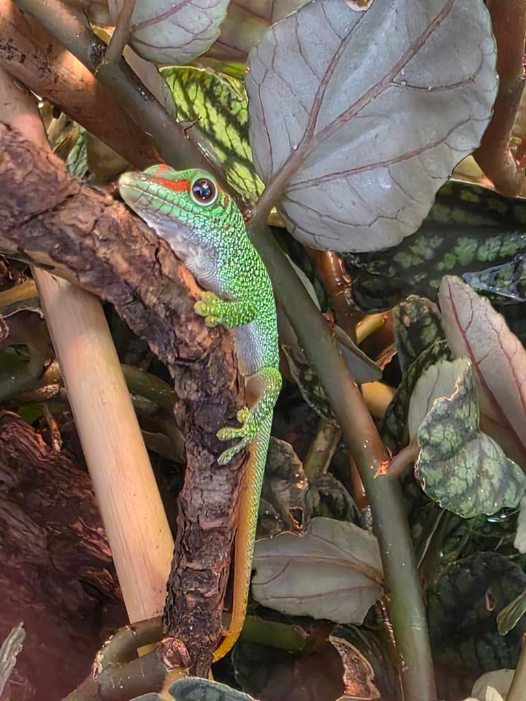 Phelsuma Grandis (high red) - Daggekko - Gekko, Hagedis, 0 tot 2 jaar