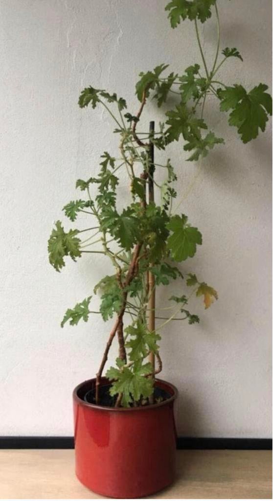 Rode roze geglazuurde vintage jaren ‘50 unieke bloempotten, 25 tot 40 cm, Rond, Binnen, Ophalen of Verzenden