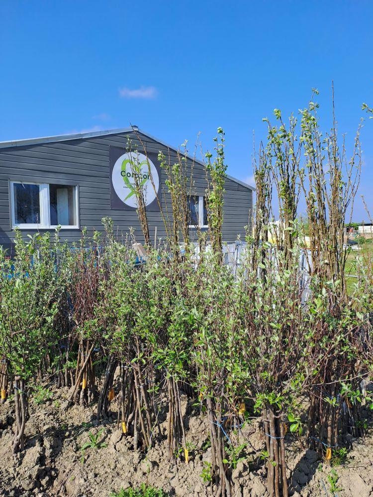 10 appel- en/of perenbomen | Fruitbomen | Actie Corazon, Tuin en Terras, Planten | Bomen, Halfschaduw, Lente, 100 tot 250 cm, Overige soorten