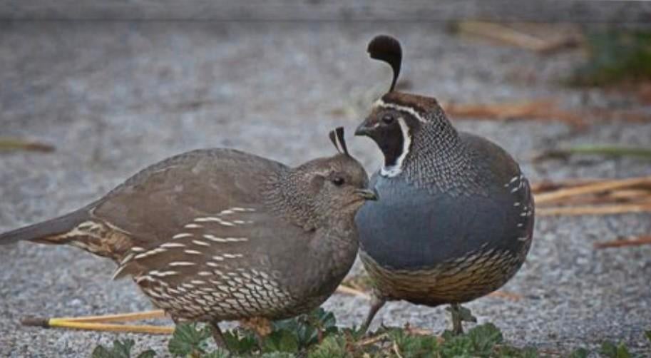Broedeieren  californische  kuifkwartel, Geslacht onbekend