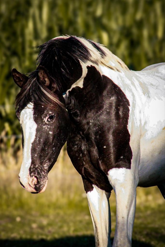4 jarige pinto appaloosa, Dieren en Toebehoren, Minder dan 160 cm, Dressuurpaard, Zadelmak, 3 tot 6 jaar