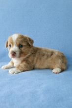 Welsh corgi cardigan reutje, Dieren en Toebehoren, Parvo, België, Fokker | Hobbymatig, Reu