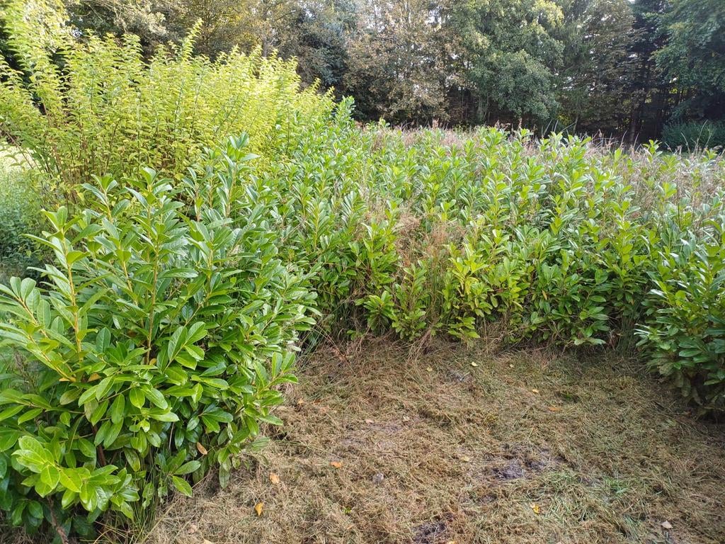 Laurier novita, Ophalen, Laurier, 100 tot 250 cm