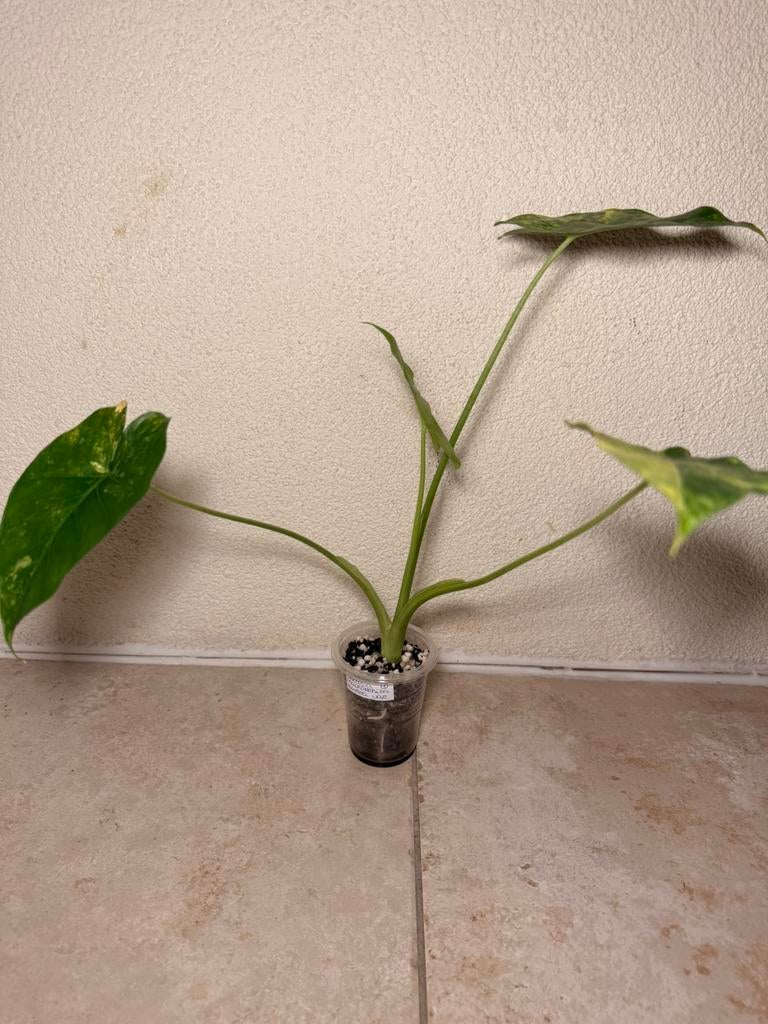 Alocasia macrorrhiza aurea vatiegata, Huis en Inrichting, Kamerplanten, Ophalen of Verzenden, Halfschaduw, Minder dan 100 cm