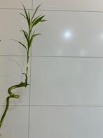 Wandtegels 30x60 cm mat wit - 4 dozen (6 stuks), 40 tot 60 cm, Nieuw, Ophalen of Verzenden, Minder dan 5 m²