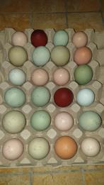 Broedeieren kip, bevruchte eieren, vanaf €0,75 per stuk, Geslacht onbekend, Kip