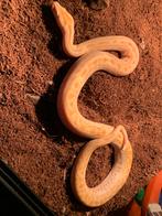 Tijgerpython pearl granite 0.1, Dieren en Toebehoren, Reptielen en Amfibieën, Slang, Met terrarium, 0 tot 2 jaar