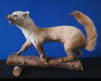 Opgezette wezel / hermelijn op tak – vintage taxidermie, Ophalen of Verzenden, Zo goed als nieuw, Wild dier, Opgezet dier