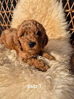 1 labradoodle reutje abrikoos 8 weken, 8 tot 15 weken, Parvo, Meerdere, Nederland