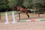 Kwaliteitsvolle KWPN ruin springpaard, Springpaard, Met stamboom, Ruin, 7 tot 10 jaar