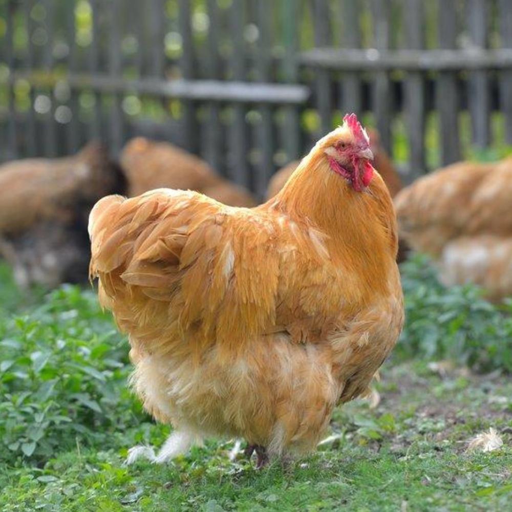 Kuikens, Dieren en Toebehoren, Pluimvee