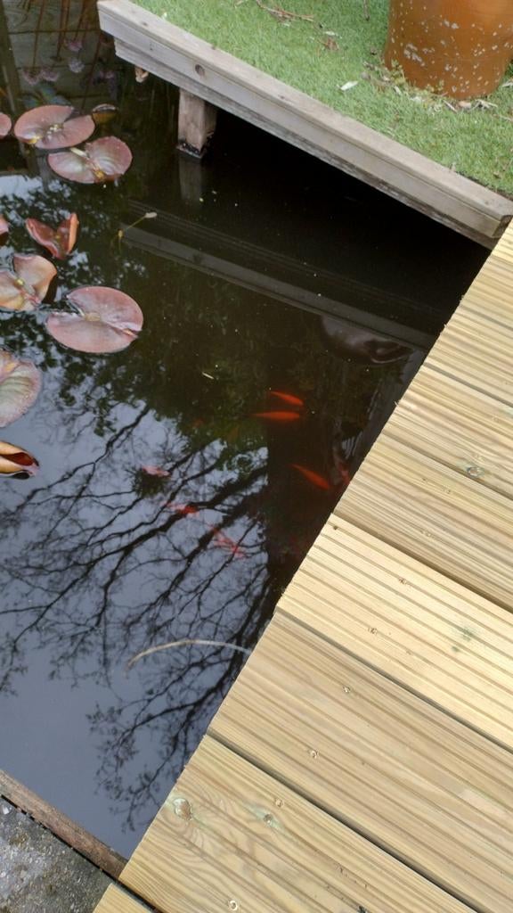 Wegens te veel aan Goudvissen gratis ophalen., Ophalen