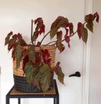 Begonia Angel Wing Pink Spot, Huis en Inrichting, Kamerplanten, Ophalen, Overige soorten, Halfschaduw, In pot
