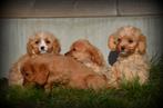 Cavapoo pups, België, 15 weken tot 1 jaar, Overige rassen, Parvo