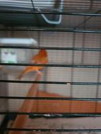 Kanaries tekoop, Meerdere dieren, Zangkanarie