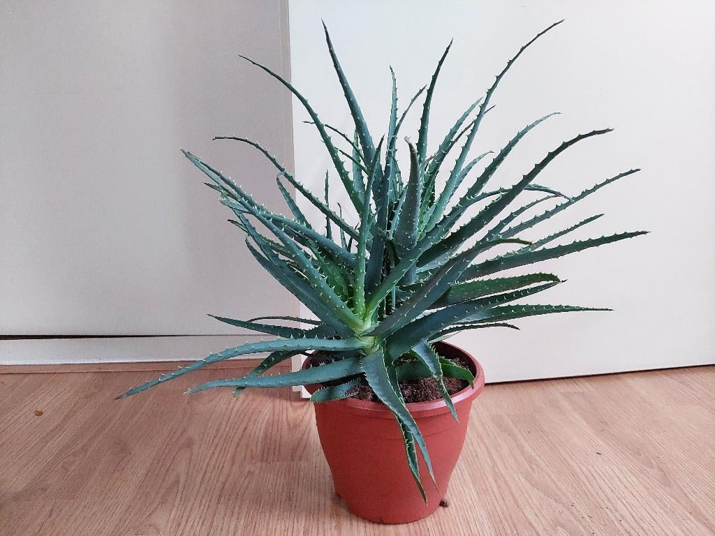 XL Aloe Arborescens - Aloë Vera / Vetplant H: 50 cm., Ophalen, Vetplant, Halfschaduw, Minder dan 100 cm