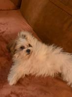 Een hele lieve speelse hond, Dieren en Toebehoren, Maltezer, 15 weken tot 1 jaar, Reu, Parvo