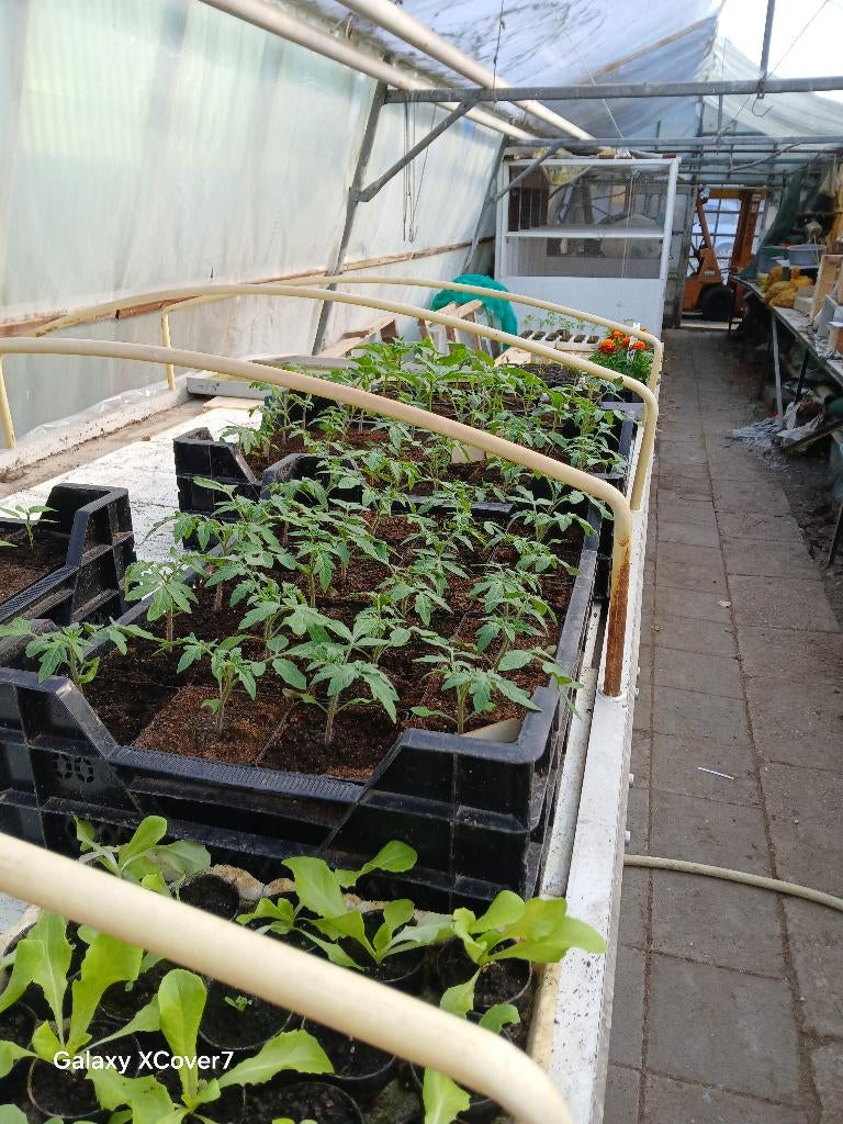 Tomaten/Paprika/Aubergine plantjes €1,50, Ophalen, Nieuw