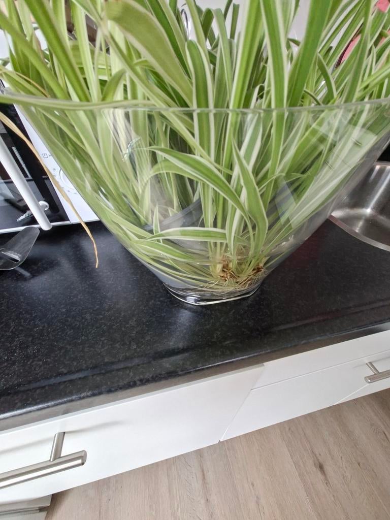 Grasleliestekken 10 ct per stuk, bijna gratis, Ophalen, Halfschaduw, Minder dan 100 cm