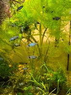 Te koop: blauwe Mickey Mouse platys (Xiphophorus maculatus),, Vis
