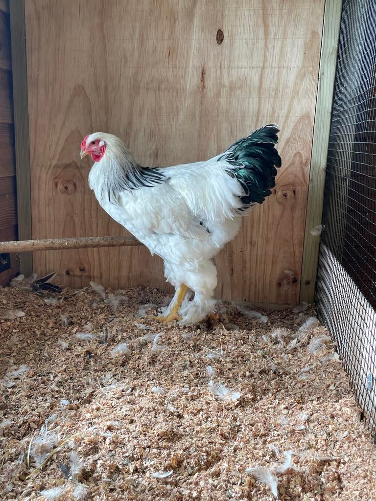 Mooie brahma haan groot, Dieren en Toebehoren, Mannelijk, Kip