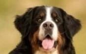 Berner herplaatser, 6 jaar of ouder, Sennenhond, Teef, Parvo