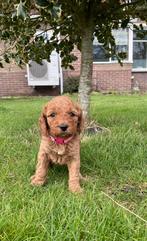 Labradoodle / Australian labradoodle pups, Overige rassen, 8 tot 15 weken, Parvo, Meerdere