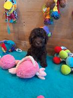 Australian labradoodle pups, Nederland, Overige rassen, 8 tot 15 weken, Meerdere