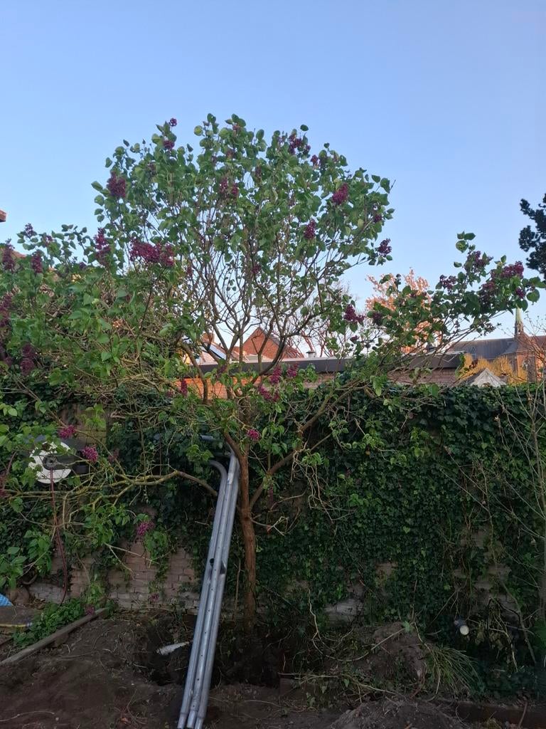 Grote sering 'Dark Purple', Ophalen, Lente, Volle zon, Overige soorten