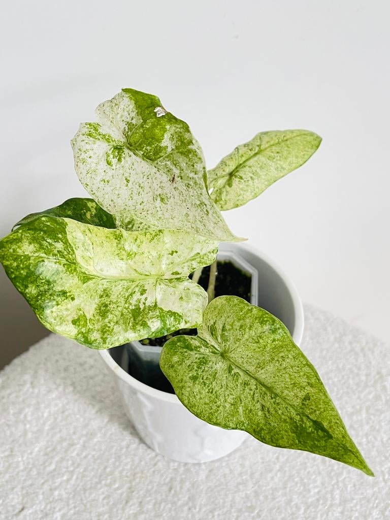 Alocasia Macrorrhiza Splash Variegata, Huis en Inrichting, Kamerplanten, Ophalen of Verzenden