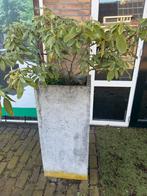 2 hoge tuinpotten met daarin een rhododendron, Ophalen, Steen, Gebruikt, Minder dan 60 cm