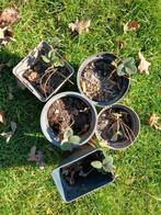 Aardbeien planten, Tuin en Terras, Planten | Tuinplanten, Ophalen, Volle zon, Vaste plant, Fruitplanten