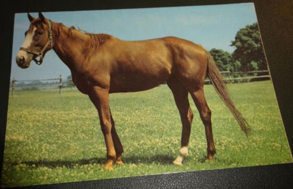 Paarden - In de wei, Verzenden, 1960 tot 1980, Gelopen, Paard