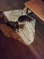 Jack russels te koop, Dieren en Toebehoren, Honden | Jack Russells en Terriërs, Teef, Parvo, Meerdere, Nederland