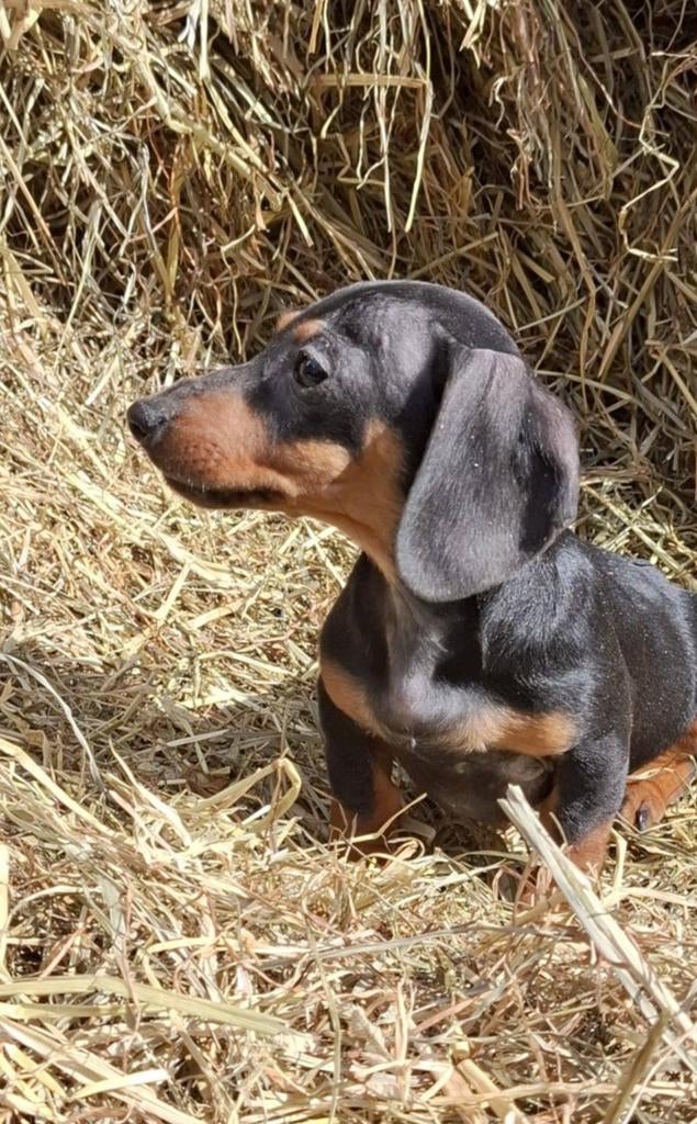 Wegens annulering nog beschikbaar teckel pup, Dieren en Toebehoren, Honden | Teckels en Dashonden, Reu, 8 tot 15 weken, Korthaar