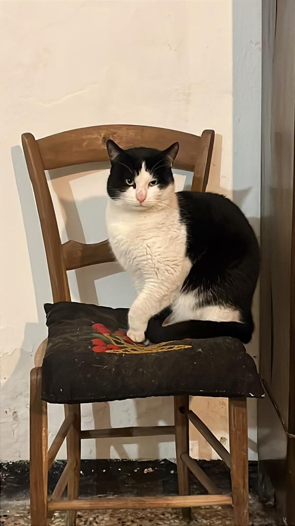 beloning 100 euro poes vermist ( amsterdam zuid 1075 ), Dieren en Toebehoren, Kater