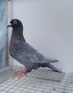 Postduif kleurpostduif kleurpostduiven, Dieren en Toebehoren, Mannelijk, Postduif