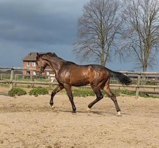 Prachtige grote 2 jarige springruin met veel potentie! ‼️, Dieren en Toebehoren, Paarden, Ruin, Onbeleerd, 165 tot 170 cm, 0 tot 2 jaar