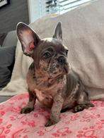 Te koop: prachtige raszuivere Blue Merle Franse Bulldog pups, 15 weken tot 1 jaar, Buitenland, Parvo, Bulldog