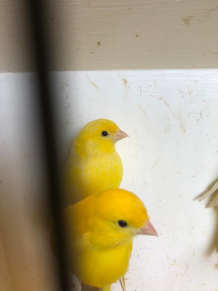 Kanarie mannen, Mannelijk, Kleurkanarie