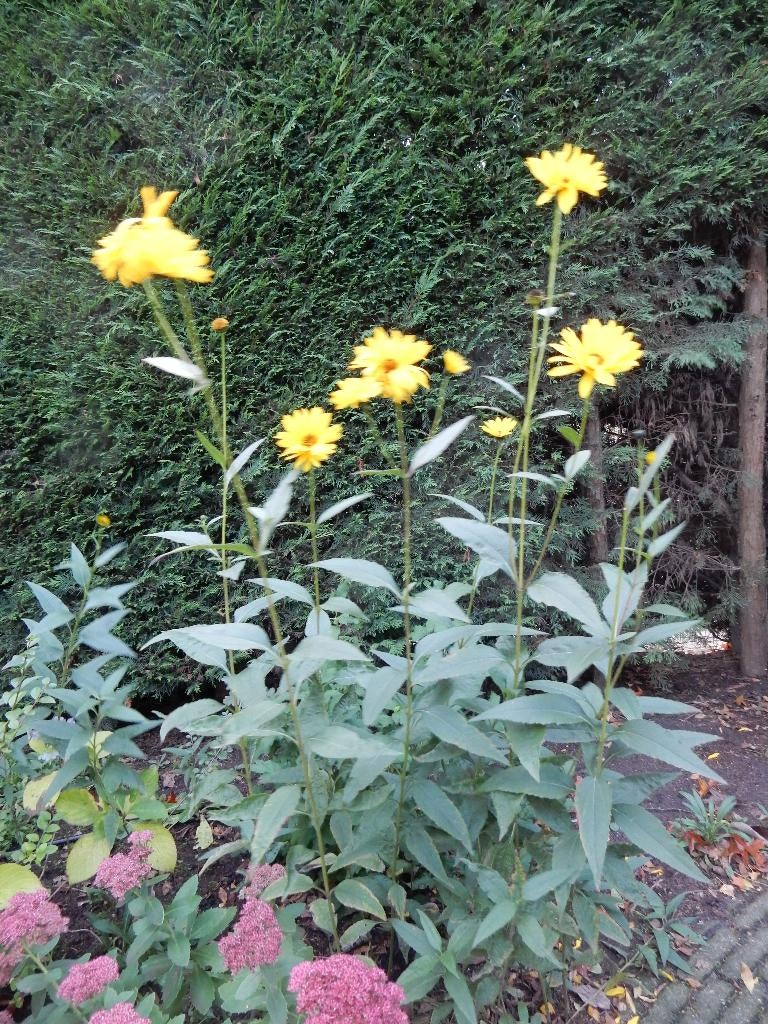HELIANTHUS, Volle zon, Vaste plant, Zomer, Ophalen