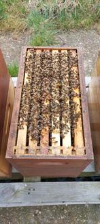 Te koop, Buckfast F1 bijenvolken op Dadant US, Bijen