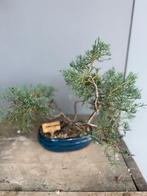 Bonsai Juniperus Blue carpet, Tuin en Terras, Bloeit niet, Halfschaduw, Minder dan 100 cm, Overige soorten