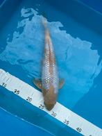 Zeer mooie ochiba ginrin van 32 cm, Dieren en Toebehoren, Karper of Koi