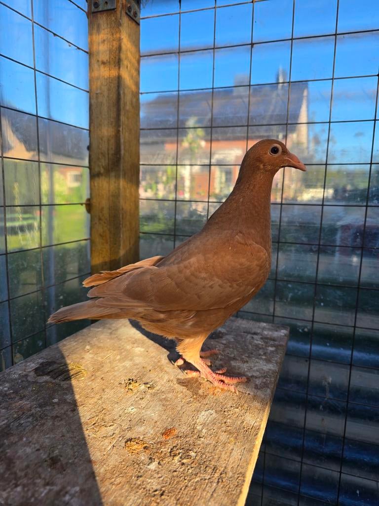 Postduiven duiven te koop, Meerdere dieren, Postduif