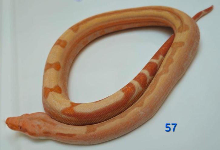 Boa 2025 Sunglow Jungle 100% Blood        (met hartje)