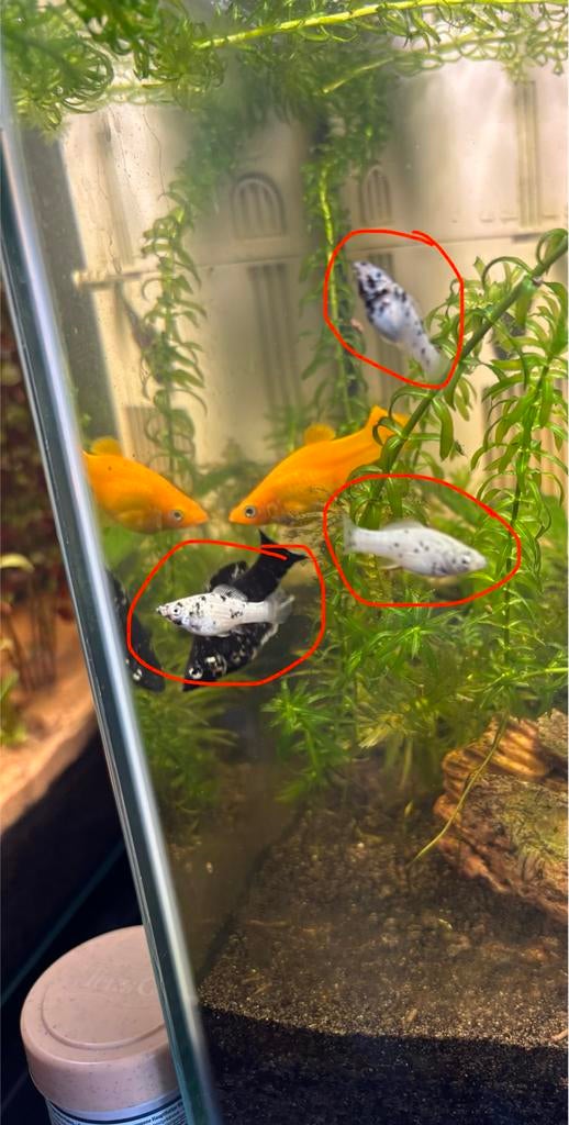 Dalmatiër molly’s en gold molly’s, Dieren en Toebehoren, Vis